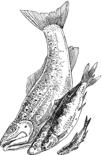 Fish illustration